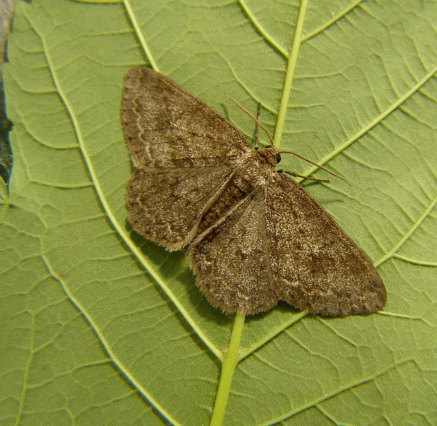 kôrovka orlíčková Ectropis crepuscularia