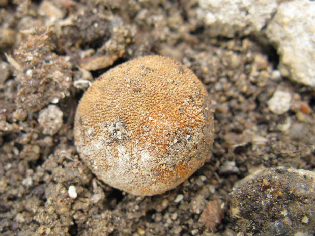 srnka ježatá Elaphomyces muricatus Fr.