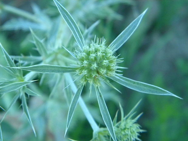 kotúč poľný Eryngium campestre L.