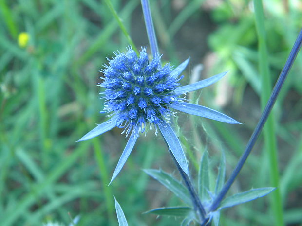 kotúč modrastý Eryngium planum L.