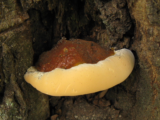 lesklokôrovka plochá Ganoderma applanatum (Pers.) Pat.