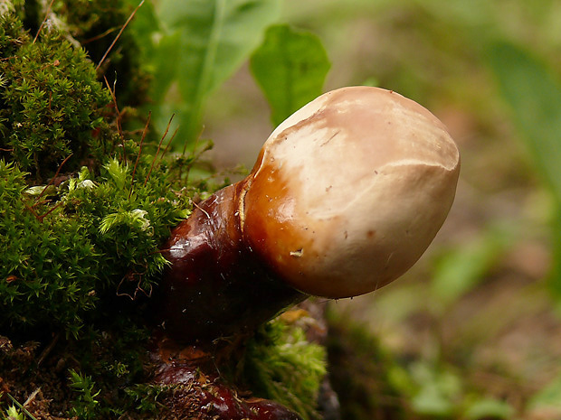 lesklokôrovka obyčajná Ganoderma lucidum (Curtis) P. Karst.