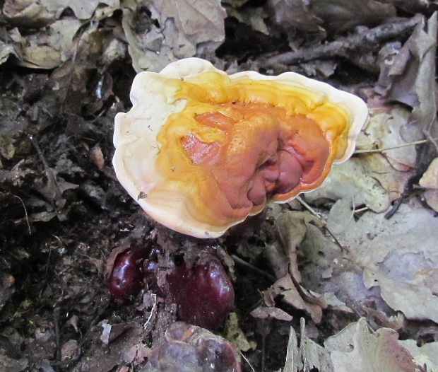 lesklokôrovka obyčajná Ganoderma lucidum (Curtis) P. Karst.