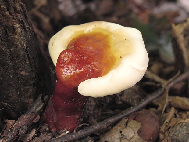 lesklokôrovka obyčajná Ganoderma lucidum (Curtis) P. Karst.