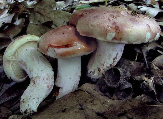 šťavnačka plávkovitá Hygrophorus russula (Schaeff.) Kauffman