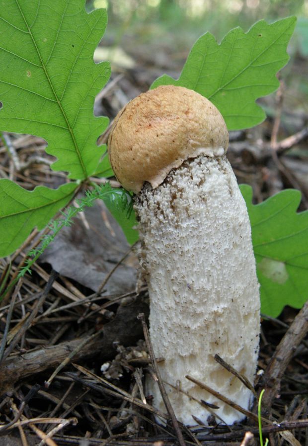 kozák osikový Leccinum albostipitatum den Bakker & Noordel.