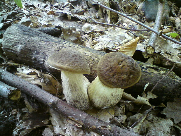 kozák hrabový Leccinum pseudoscabrum (Kallenb.) Šutara