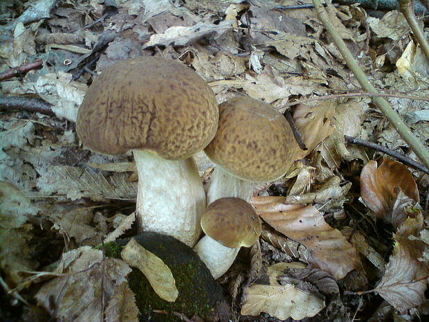 kozák hrabový Leccinum pseudoscabrum (Kallenb.) Šutara