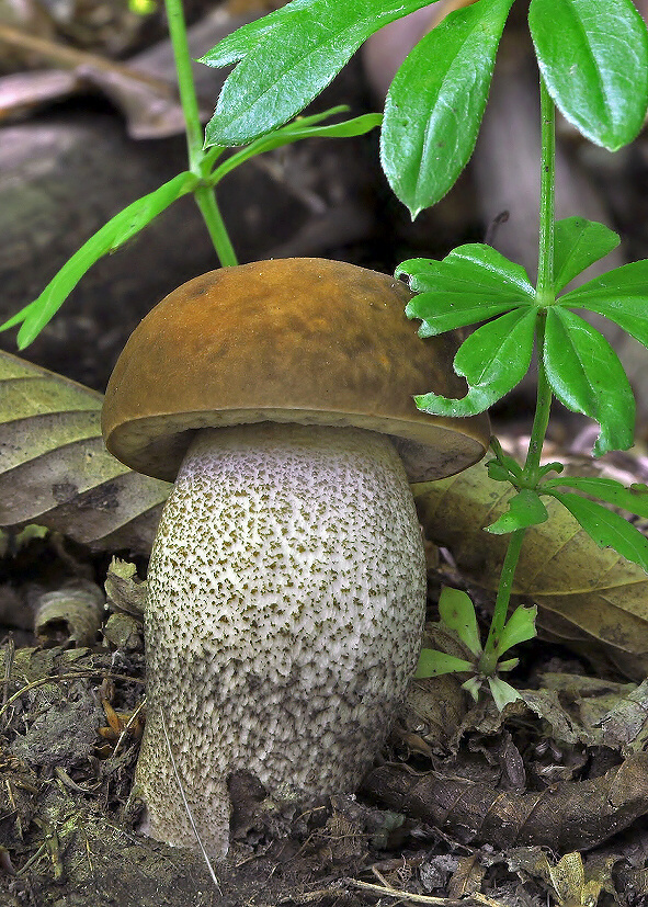 kozák hrabový Leccinum pseudoscabrum (Kallenb.) Šutara