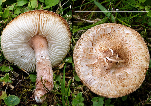 bedlička Lepiota sp.