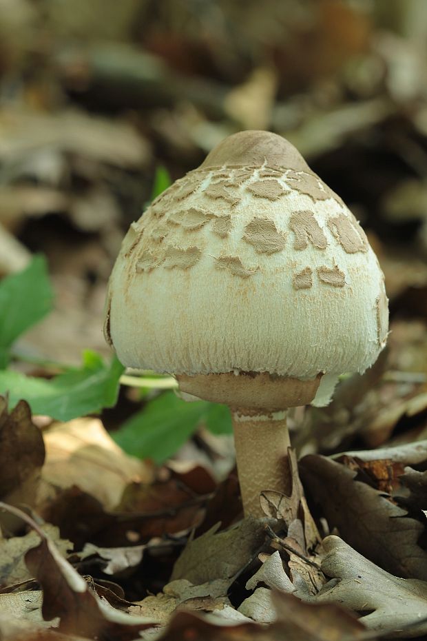 bedľa  Macrolepiota sp.