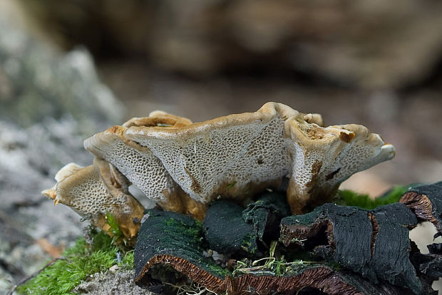 plstnačka obyčajná ? Onnia tomentosa (Fr.) P. Karst.