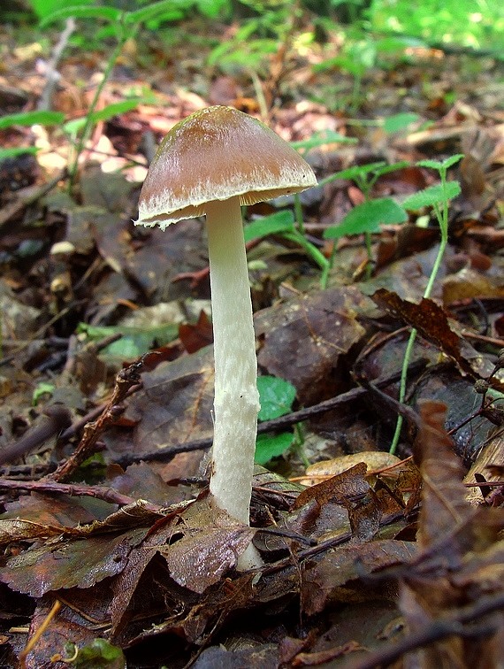 drobuľka Psathyrella sp.