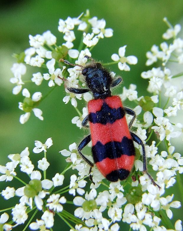 pestroš včelí  Trichodes apiarius Linnaeus, 1758