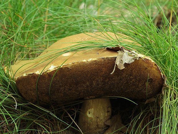 suchohríb Xerocomus sp.