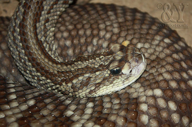 aký milý hadík štrkáč brazílsky - Crotalus durissus cumanensis