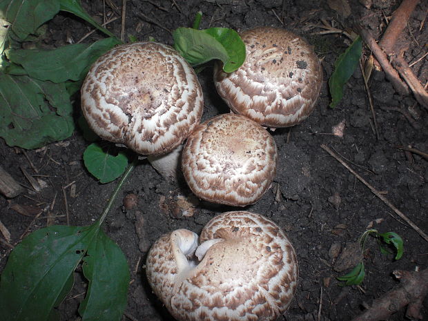 pečiarka lesná Agaricus sylvaticus Schaeff.