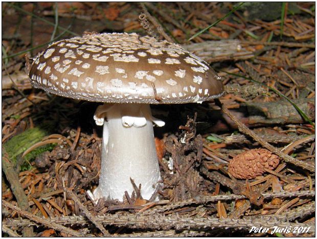 muchotrávka hrubá Amanita excelsa (Fr.) Bertill.