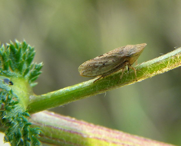 cikádka Aphrodes sp.