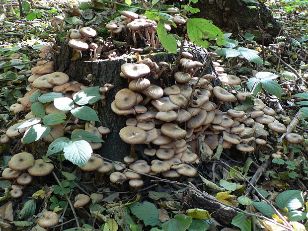 podpňovka Armillaria sp.