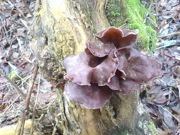 uchovec bazový Auricularia auricula-judae (Bull.) Quél.