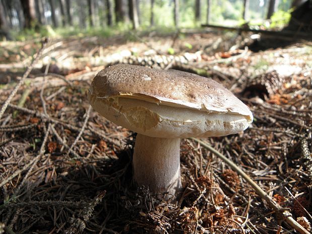 hríb smrekový Boletus edulis Bull.