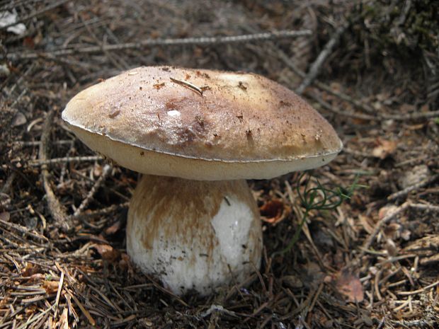 hríb smrekový Boletus edulis Bull.