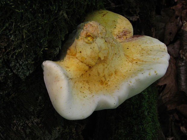 brezovník dubový Buglossoporus quercinus (Schrad.) Kotl. & Pouzar