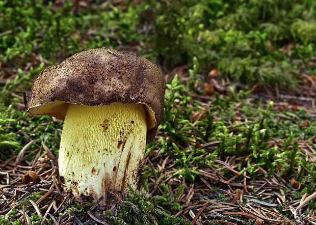 hríb príveskatý Butyriboletus appendiculatus (Schaeff. ex Fr.) Secr.