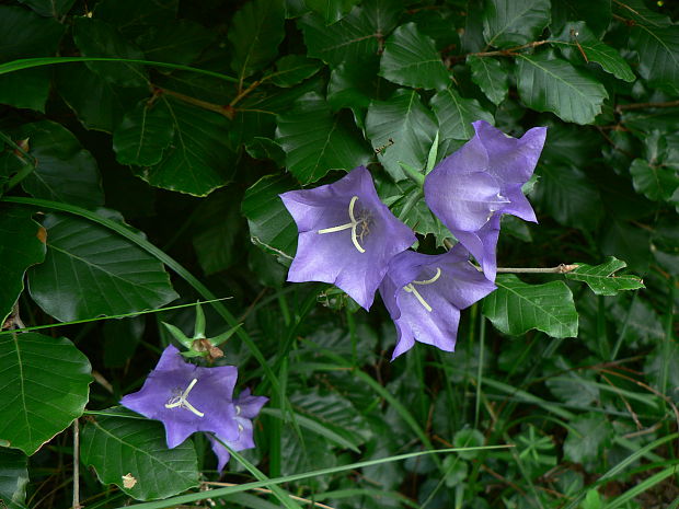 zvonček broskyňolistý Campanula persicifolia L.