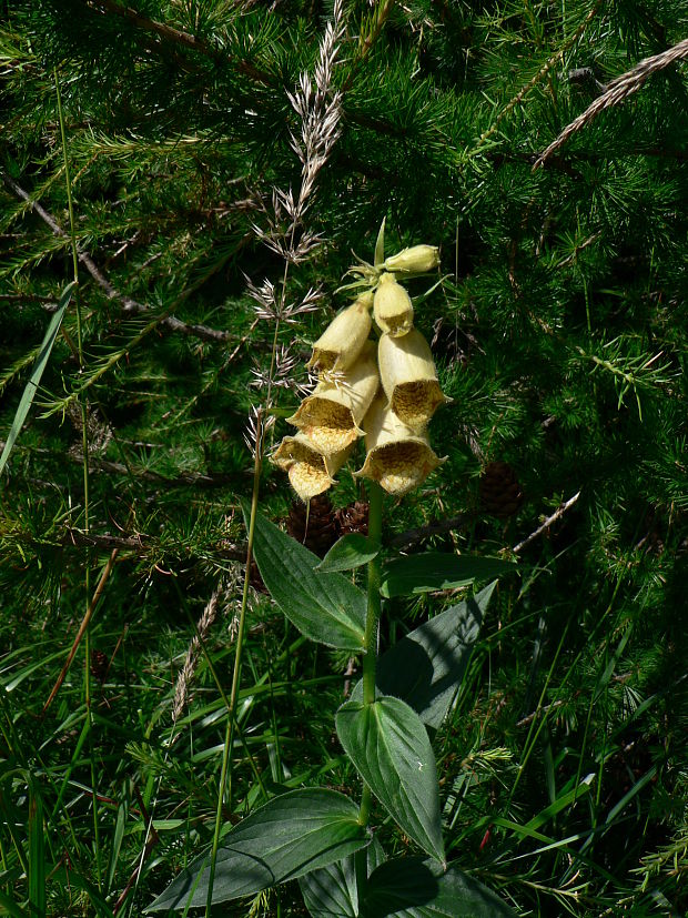 náprstník veľkokvetý Digitalis grandiflora Mill.