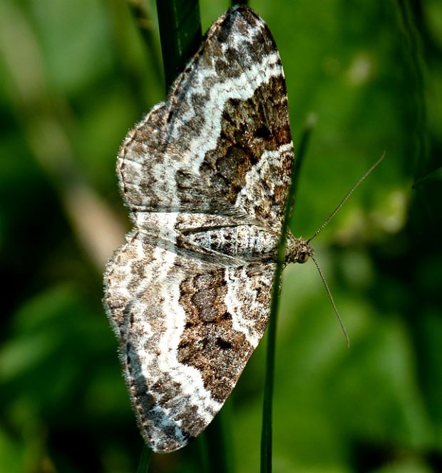 piadivka obyčajná Epirrhoe alternata