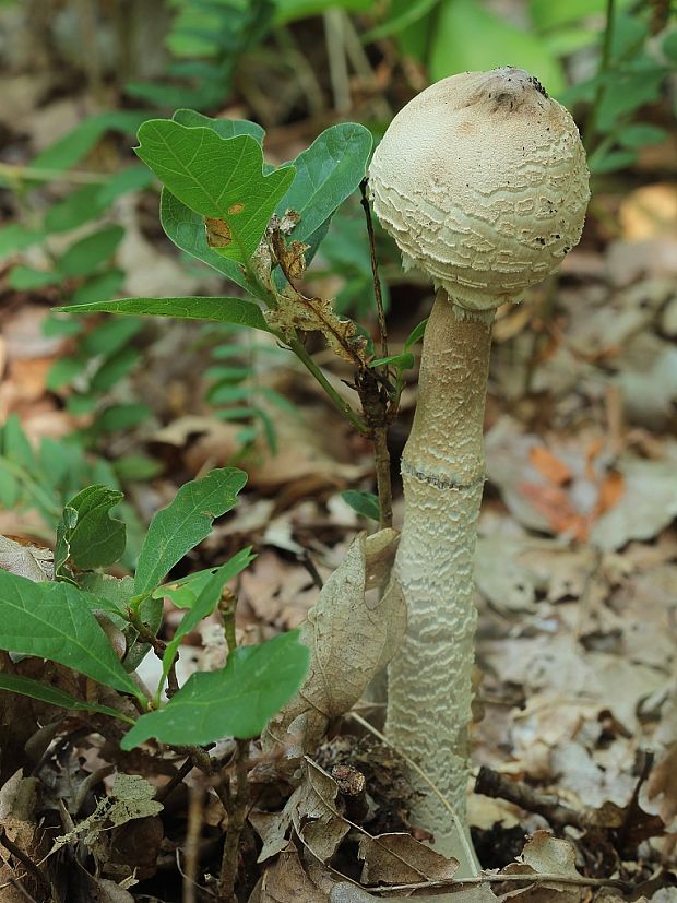 bedľa vysoká Macrolepiota procera (Scop.) Singer