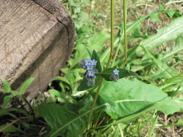 nezábudka Myosotis sp.