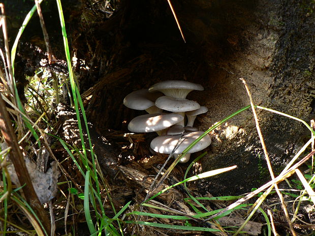 hliva Pleurotus sp.