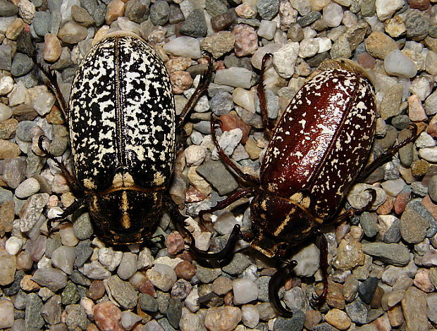 chroust mlynařík Polyphylla fullo