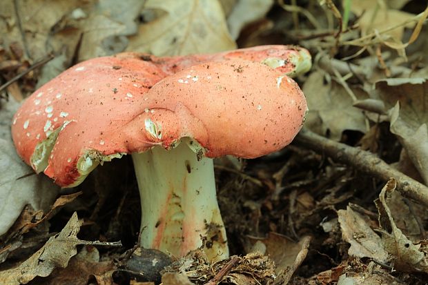 plávka úhľadná Russula rosea Pers.