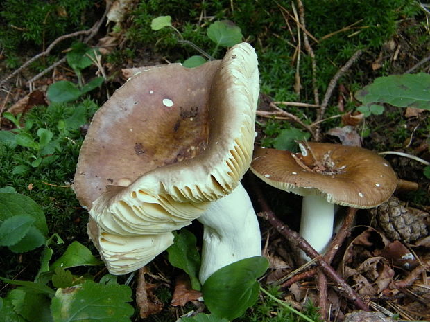 plávka Russula sp.