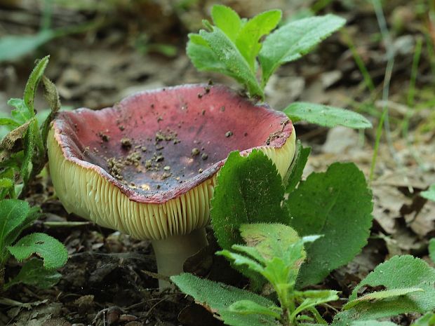 plávka Russula sp.