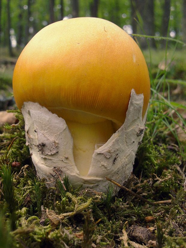 muchotrávka cisárska Amanita caesarea (Scop.) Pers.