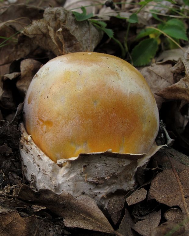 muchotrávka cisárska Amanita caesarea (Scop.) Pers.