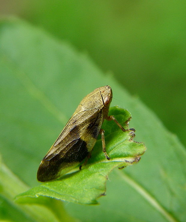 peniarka jelšová  Aphrophora alni