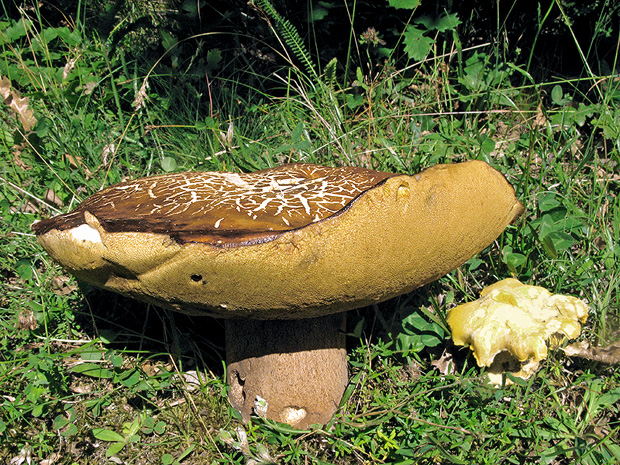 hríb bronzový Boletus aereus Bull. ex Fr.