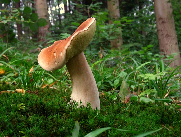 hríb smrekový Boletus edulis Bull.