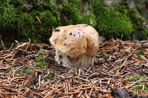 hríb smrekový Boletus edulis Bull.