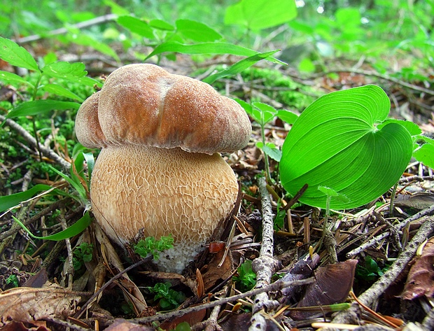 hríb dubový Boletus reticulatus Schaeff.