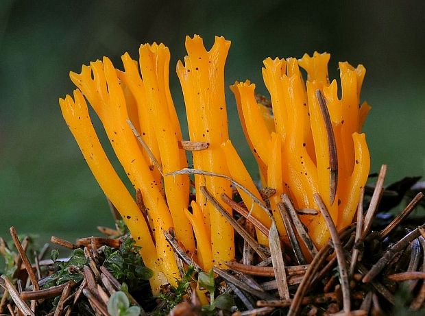 parôžkovec lepkavý Calocera viscosa (Pers.) Fr.