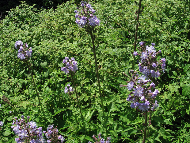 mliečivec alpínsky Cicerbita alpina (L.) Wallr.