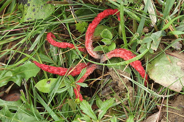 mrežovka kvetovitá Clathrus archeri (Berk.) Dring