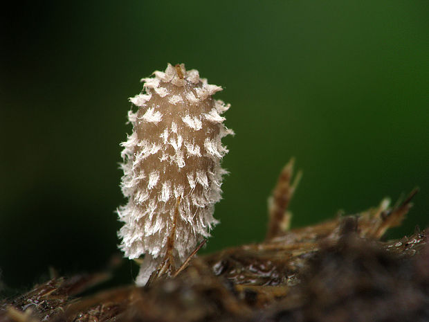 hnojník Coprinopsis sp.